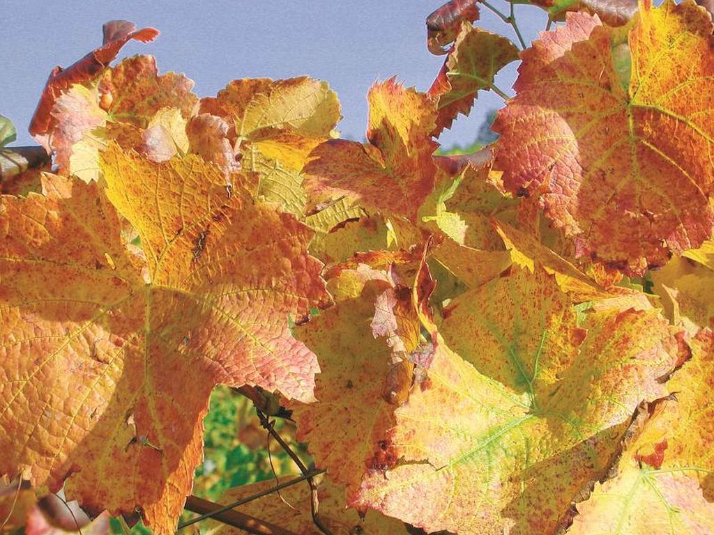 Weingut Alfred Huber Daire Durbach Dış mekan fotoğraf